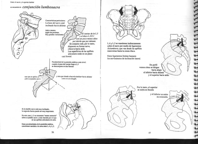 [E book.sport] anatomía para el movimiento. tomo 1. introducción al