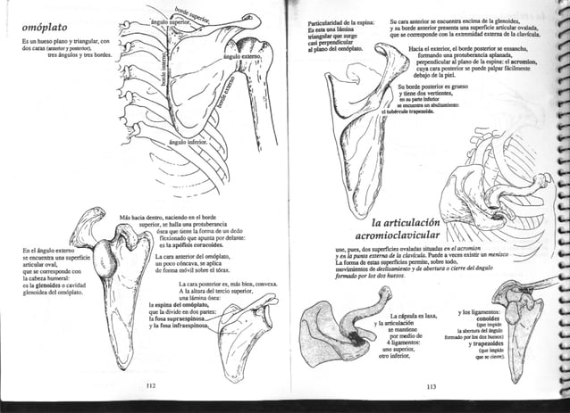 [E book.sport] anatomía para el movimiento. tomo 1. introducción al