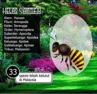 E book dak ipan