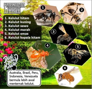E book dak ipan