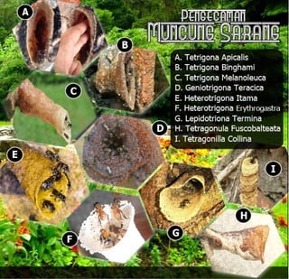 E book dak ipan
