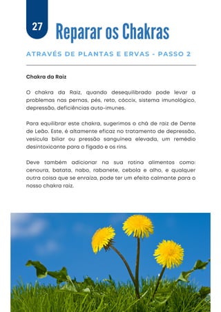 Chakra da Raiz
O chakra da Raiz, quando desequilibrado pode levar a
problemas nas pernas, pés, reto, cóccix, sistema imunológico,
depressão, deficiências auto-imunes.
Para equilibrar este chakra, sugerimos o chá de raiz de Dente
de Leão. Este, é altamente eficaz no tratamento de depressão,
vesícula biliar ou pressão sanguínea elevada, um remédio
desintoxicante para o fígado e os rins.
Deve também adicionar na sua rotina alimentos como:
cenoura, batata, nabo, rabanete, cebola e alho, e qualquer
outra coisa que se enraíza, pode ter um efeito calmante para o
nosso chakra raiz.
Reparar os Chakras
ATRAVÉS DE PLANTAS E ERVAS - PASSO 2
27
 