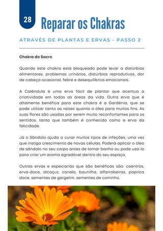 Chakra do Sacro
Quando este chakra está bloqueado pode levar a distúrbios
alimentares, problemas urinários, distúrbios reprodutivos, dor
de cabeça ocasional, febre e desequilíbrios emocionais.
A Calêndula é uma erva fácil de plantar que acentua a
criatividade em todas as áreas da vida. Outra erva que é
altamente benéfica para este chakra é a Gardénia, que se
pode utilizar tanto as raízes quanto o óleo para muitos fins. As
suas ﬂores são usadas por serem muito reconfortantes para os
sentidos, tanto que também é conhecida como a erva da
felicidade.
Já o Sândalo ajuda a curar muitos tipos de infeções, uma vez
que instiga crescimento de novas células. Poderá aplicar o óleo
de sândalo no seu corpo antes de tomar banho ou pode usá-lo
para criar um aroma agradável dentro do seu espaço.
Outras ervas e especiarias que são benéficas são: coentros,
erva-doce, alcaçuz, canela, baunilha, alfarrobeiras, paprica
doce, sementes de gergelim, sementes de cominho.
Reparar os Chakras
ATRAVÉS DE PLANTAS E ERVAS - PASSO 2
28
 