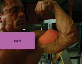 BÍCEPS
 