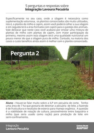 5 perguntas e respostas sobre
Integração Lavoura Pecuária
Integração
Lavoura Pecuária AGRIPOINT
CURSOS ONLINE
Especiﬁcamente no seu caso, onde a silagem é necessária como
suplementação volumosa, os plantios consorciados são muito utilizados,
isto é, o plantio de milho e capim, assim você poderá colher a sua silagem
e em seguida terá a área formada com capim para o pastejo dos animais.
Vale destacar que neste caso você acabará por ensilar uma mistura de
plantas de milho com plantas de capim, com maior participação da
primeira, mesmo assim esta silagem terá uma qualidade nutricional um
pouco menor do que a silagem pura de milho. Contudo, na maioria dos
casos o custo benefício ainda assim é melhor com o plantio consorciado.
Aluno - Houve-se falar muito sobre a ILP em pecuária de corte. Tenho
uma área de 7 ha que gostaria de destinar a pecuária de leite, a fazenda
é de fruticultura e necessito de esterco para manejo orgânico. A questão
é a viabilidade de rotação de cultura, possivelmente entre baquiária e
milho (que seria usado como ração) para produção de leite em
semi-conﬁnamento.
Pergunta 2
 