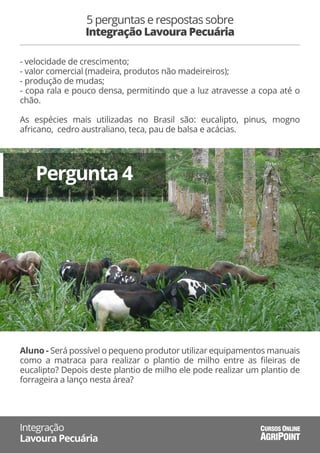 - velocidade de crescimento;
- valor comercial (madeira, produtos não madeireiros);
- produção de mudas;
- copa rala e pouco densa, permitindo que a luz atravesse a copa até o
chão.
As espécies mais utilizadas no Brasil são: eucalipto, pinus, mogno
africano, cedro australiano, teca, pau de balsa e acácias.
5 perguntas e respostas sobre
Integração Lavoura Pecuária
Integração
Lavoura Pecuária AGRIPOINT
CURSOS ONLINE
Pergunta 4
Aluno - Será possível o pequeno produtor utilizar equipamentos manuais
como a matraca para realizar o plantio de milho entre as ﬁleiras de
eucalipto? Depois deste plantio de milho ele pode realizar um plantio de
forrageira a lanço nesta área?
 