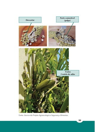 99
Fonte: Acervo do Projeto Agroecologia e Segurança Alimentar.
Frutos
Costela de adão
Descartar
Parte comestível
(polpa)
 