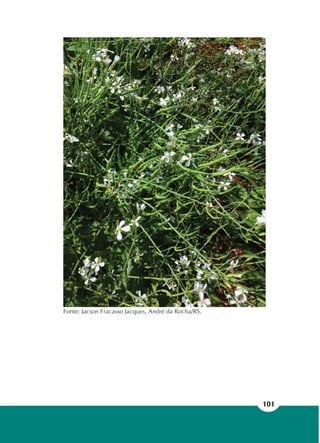 101
Fonte: Jacson Fracasso Jacques, André da Rocha/RS.
 