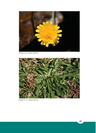 25
Fonte: J. G. Dani (2019).
Fonte: J. G. Dani (2019).
 