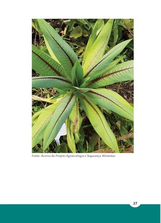 27
Fonte: Acervo do Projeto Agroecologia e Segurança Alimentar.
 