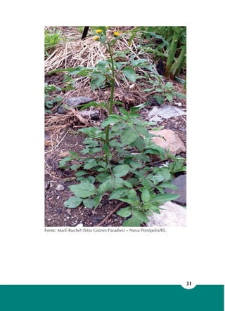 31
Fonte: Marli Ruchel (Sítio Grünes Paradies) – Nova Petrópolis/RS.
 