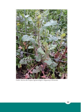 33
Fonte: Acervo do Projeto Agroecologia e Segurança Alimentar.
 