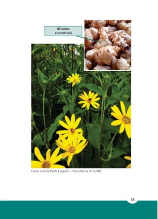 35
Fonte: Lorella Paola Cappelli – Nova Roma do Sul/RS.
Rizomas
comestíveis
 