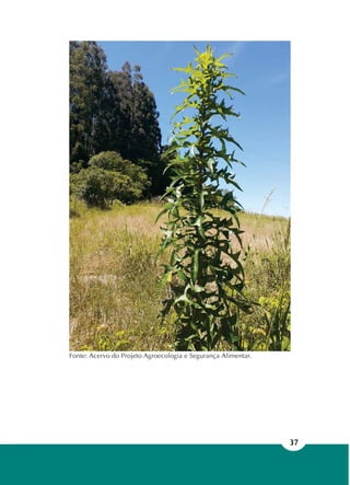 37
Fonte: Acervo do Projeto Agroecologia e Segurança Alimentar.
 
