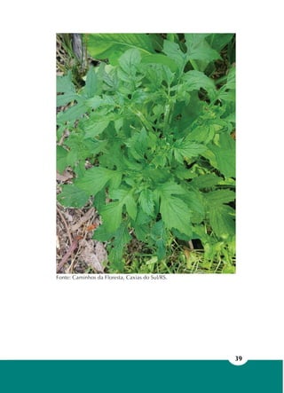 39
Fonte: Caminhos da Floresta, Caxias do Sul/RS.
 
