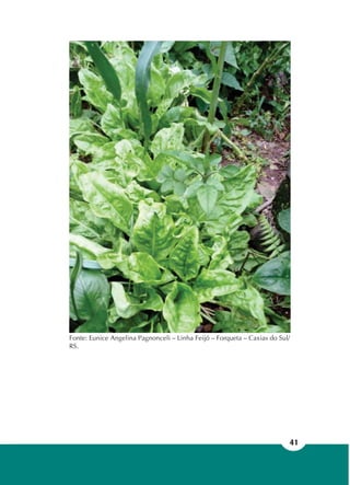 41
Fonte: Eunice Angelina Pagnonceli – Linha Feijó – Forqueta – Caxias do Sul/
RS.
 