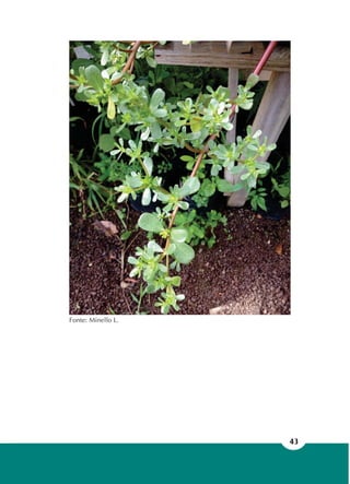 43
Fonte: Minello L.
 