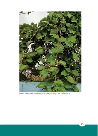 45
Fonte: Acervo do Projeto Agroecologia e Segurança Alimentar.
 