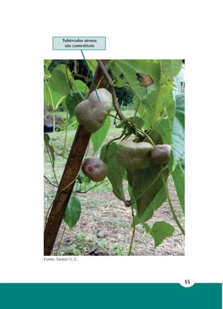 55
Fonte: Sartori V. C.
Tubérculos aéreos
são comestíveis
 