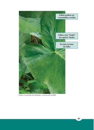 65
Fonte: Caminhos da Floresta – Caxias do Sul/RS.
Pecíolo na base
da folha
Folhas com “fenda”
da espécie Taioba
Folhas podem ser
consumidas cozidas
 