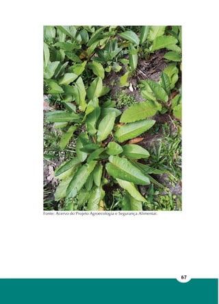 67
Fonte: Acervo do Projeto Agroecologia e Segurança Alimentar.
 