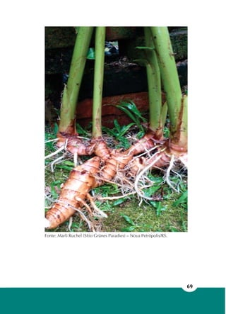69
Fonte: Marli Ruchel (Sítio Grünes Paradies) – Nova Petrópolis/RS.
 