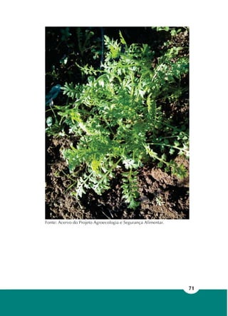71
Fonte: Acervo do Projeto Agroecologia e Segurança Alimentar.
 
