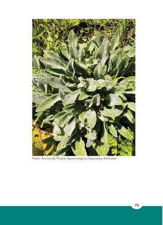 75
Fonte: Acervo do Projeto Agroecologia e Segurança Alimentar.
 