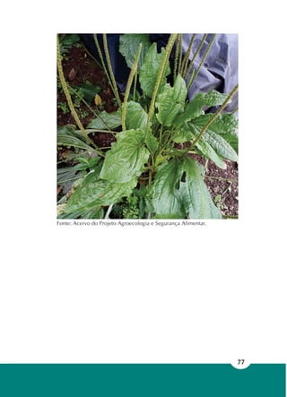 77
Fonte: Acervo do Projeto Agroecologia e Segurança Alimentar.
 
