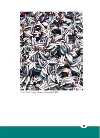 81
Fonte: Caminhos da Floresta, Caxias do Sul/RS.
 