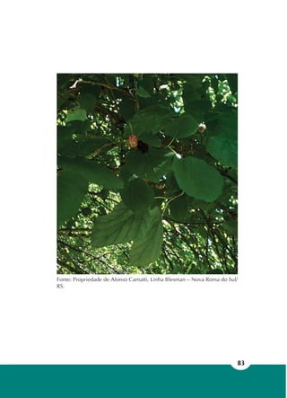 83
Fonte: Propriedade de Afonso Camatti, Linha Blesman – Nova Roma do Sul/
RS.
 