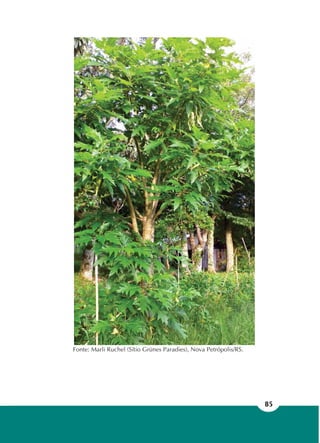 85
Fonte: Marli Ruchel (Sítio Grünes Paradies), Nova Petrópolis/RS.
 