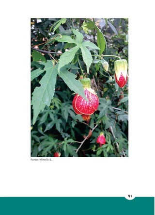 91
Fonte: Minello L.
 