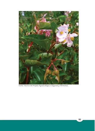 95
Fonte: Acervo do Projeto Agroecologia e Segurança Alimentar.
 