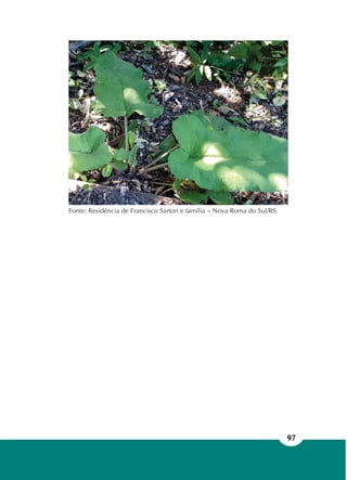 97
Fonte: Residência de Francisco Sartori e família – Nova Roma do Sul/RS.
 