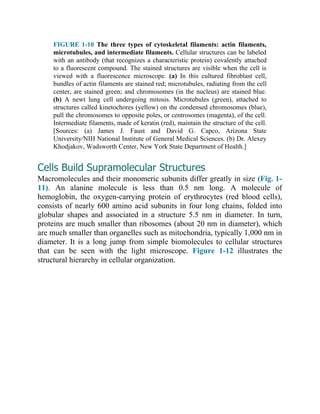 Principles of Biochemistry | PDF