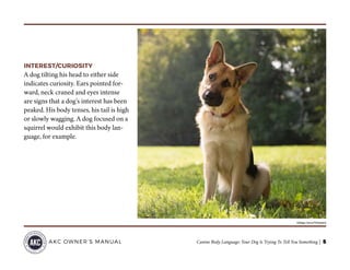 Canine Body Language: Your Dog Is Trying To Tell You Something | 5AKC OWNER’S MANUAL
INTEREST/CURIOSITY
A dog tilting his head to either side
indicates curiosity. Ears pointed for-
ward, neck craned and eyes intense
are signs that a dog’s interest has been
peaked. His body tenses, his tail is high
or slowly wagging. A dog focused on a
squirrel would exhibit this body lan-
guage, for example.
©Diego Cervo/Thinkstock
 