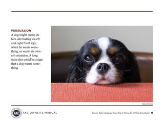 Canine Body Language: Your Dog Is Trying To Tell You Something | 6AKC OWNER’S MANUAL
PERSUASION
A dog might stamp its
feet, alternating its left
and right front legs,
when he wants some-
thing, or wants its own-
er’s attention. A long
stare also could be a sign
that a dog wants some-
thing.
©fotyma/Thinkstock
 