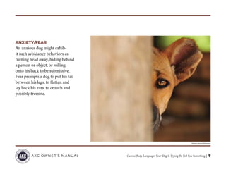 Canine Body Language: Your Dog Is Trying To Tell You Something | 7AKC OWNER’S MANUAL
ANXIETY/FEAR
An anxious dog might exhib-
it such avoidance behaviors as
turning head away, hiding behind
a person or object, or rolling
onto his back to be submissive.
Fear prompts a dog to put his tail
between his legs, to flatten and
lay back his ears, to crouch and
possibly tremble.
©Carlo Nicora/Thinkstock
 