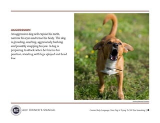 Canine Body Language: Your Dog Is Trying To Tell You Something | 8AKC OWNER’S MANUAL
AGGRESSION
An aggressive dog will expose his teeth,
narrow his eyes and tense his body. The dog
is growling, snarling, aggressively barking
and possibly snapping his jaw. A dog is
preparing to attack when he freezes his
position, standing with legs splayed and head
low.
©Andrzej Mielcarek/Thinkstock
 