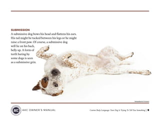 Canine Body Language: Your Dog Is Trying To Tell You Something | 9AKC OWNER’S MANUAL
©adogslifephoto/Thinkstock
SUBMISSION
A submissive dog bows his head and flattens his ears.
His tail might be tucked between his legs or he might
raise a front paw. Of course, a submissive dog
will lie on his back,
belly up. A form of
teeth baring by
some dogs is seen
as a submissive grin.
 