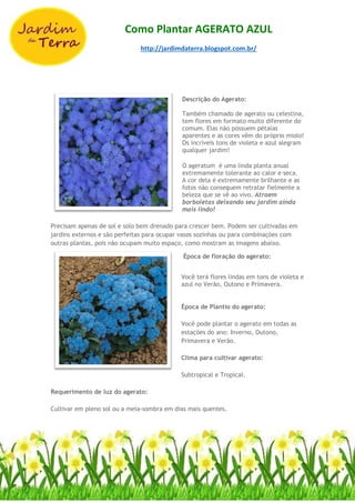 Como Plantar AGERATO AZUL
http://jardimdaterra.blogspot.com.br/
Descrição do Agerato:
Também chamado de agerato ou celestina,
tem flores em formato muito diferente do
comum. Elas não possuem pétalas
aparentes e as cores vêm do próprio miolo!
Os incríveis tons de violeta e azul alegram
qualquer jardim!
O ageratum é uma linda planta anual
extremamente tolerante ao calor e seca.
A cor dela é extremamente brilhante e as
fotos não conseguem retratar fielmente a
beleza que se vê ao vivo. Atraem
borboletas deixando seu jardim ainda
mais lindo!
Precisam apenas de sol e solo bem drenado para crescer bem. Podem ser cultivadas em
jardins externos e são perfeitas para ocupar vasos sozinhas ou para combinações com
outras plantas, pois não ocupam muito espaço, como mostram as imagens abaixo.
Época de floração do agerato:
Você terá flores lindas em tons de violeta e
azul no Verão, Outono e Primavera.
Época de Plantio do agerato:
Você pode plantar o agerato em todas as
estações do ano: Inverno, Outono,
Primavera e Verão.
Clima para cultivar agerato:
Subtropical e Tropical.
Requerimento de luz do agerato:
Cultivar em pleno sol ou a meia-sombra em dias mais quentes.
 
