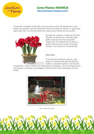Como Plantar AMARÍLIS
http://jardimdaterra.blogspot.com.br/
A Amarílis é também conhecida como Açucena ou Flor-da-Imperatriz é uma
planta que produz uma flor imponente que atrai todos os olhares. É ideal para
quem quer dar um colorido dentro de casa ou até mesmo em seu jardim.
Quando for comprar o bulbo de Amarílis,
escolha um bulbo sem cicatrizes para
poder apreciar esta flor que pode
chegar até 70 centímetros de altura e
possui diversas cores como vermelho,
laranja, rosa, branco e multicolorido.
Descrição:
É uma planta herbácea, perene, que
pode ser multiplicada pela divisão dos
bulbos e apresenta apenas uma florada
anualmente. Cresce melhor em temperaturas medianas, mas em temperaturas
mais baixas a floração é prolongada. Prefere locais bem iluminados com sol
direto.
Figura: Amarílis em canteiros
 