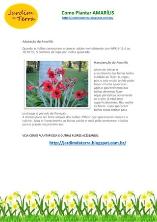 Como Plantar AMARÍLIS
http://jardimdaterra.blogspot.com.br/
Adubação do Amarílis
Quando as folhas começarem a crescer adube mensalmente com NPK 6-12-6 ou
10-10-10, 5 colheres de sopa por metro quadrado.
Manutenção do Amarílis
Antes de iniciar o
crescimento das folhas tenha
cuidado ao fazer as regas,
pois o solo muito úmido pode
fazer o bulbo apodrecer.
Após o aparecimento das
folhas devemos fazer
regas periódicas observando
se o solo já está seco
superficialmente. Não molhe
as flores. Caso aparecem
folhas secas retirar para
prolongar o período de floração.
A divisão pode ser feita através dos bulbos "filhos" que aparecerem durante o
cultivo. Após o florescimento as folhas cairão e você pode armazenar o bulbo
para o plantio no próximo ano.
VEJA COMO PLANTAR ESSA E OUTRAS FLORES ACESSANDO:
http://jardimdaterra.blogspot.com.br/
 