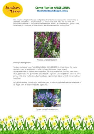 Como Plantar ANGELONIA
http://jardimdaterra.blogspot.com.br/
Oie, imagine uma plantinha que você pode cultivar tanto em vasos quanto em canteiros, o
ano todo, coloridinha... Imaginou? Pois é, a Angelônia é assim. Esta flor fica linda em
canteiros coloridos e dá um show em vasos também. Precisa de solo fértil para garantir uma
linda floração e de irrigação umas 3 vezes por semana se estiver muito quente.
Figura: Angelônia zoom
Descrição da Angelônia:
Também conhecida como FLOR DOS ANJOS OU BOCA DE LEÃO DE VERÃO é uma flor muito
resistente, pois se adapta bem a climas tropicas com muitas chuvas e calor.
Seu ciclo de floração começa bem rápido após o plantio podendo ser cultivada como planta
anual, porém caso não queiram ter trabalho com o replantio também pode ser cultivada como
perene e irá durar muitos anos. Sua reprodução espontânea é rápida surgindo novas mudinhas
logo, logo.
Seu jardim também vai ficar mais perfumado, pois exalam um cheirinho bem parecido com o
da maça, além de atrair borboletas e pássaros.
Figura: Angelônia em vaso
 