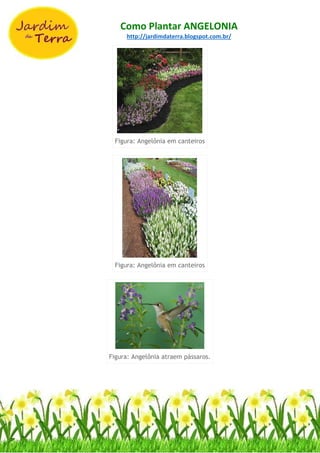 Como Plantar ANGELONIA
http://jardimdaterra.blogspot.com.br/
Figura: Angelônia em canteiros
Figura: Angelônia em canteiros
Figura: Angelônia atraem pássaros.
 