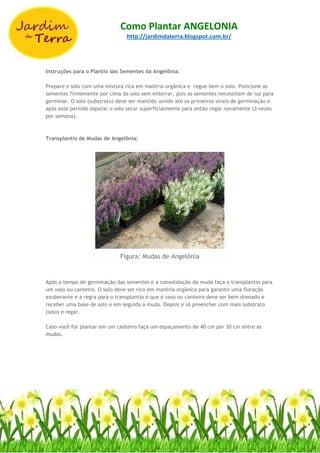 Como Plantar ANGELONIA
http://jardimdaterra.blogspot.com.br/
Instruções para o Plantio das Sementes da Angelônia:
Prepare o solo com uma mistura rica em matéria orgânica e regue bem o solo. Posicione as
sementes firmemente por cima da solo sem enterrar, pois as sementes necessitam de luz para
germinar. O solo (substrato) deve ser mantido úmido até os primeiros sinais de germinação e
após este período esperar o solo secar superficialmente para então regar novamente (3 vezes
por semana).
Transplantio de Mudas de Angelônia:
Figura: Mudas de Angelônia
Após o tempo de germinação das sementes e a consolidação da muda faça o transplantio para
um vaso ou canteiro. O solo deve ser rico em matéria orgânica para garantir uma floração
exuberante e a regra para o transplantio é que o vaso ou canteiro deve ser bem drenado e
receber uma base de solo e em seguida a muda. Depois é só preencher com mais substrato
(solo) e regar.
Caso você for plantar em um canteiro faça um espaçamento de 40 cm por 30 cm entre as
mudas.
 