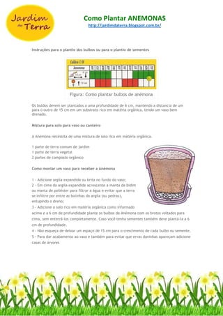 Como Plantar ANEMONAS
http://jardimdaterra.blogspot.com.br/
Instruções para o plantio dos bulbos ou para o plantio de sementes
Figura: Como plantar bulbos de anémona
Os buldos devem ser plantados a uma profundidade de 6 cm, mantendo a distancia de um
para o outro de 15 cm em um substrato rico em matéria orgânica, tendo um vaso bem
drenado.
Mistura para solo para vaso ou canteiro
A Anémona necessita de uma mistura de solo rica em matéria orgânica.
1 parte de terra comum de jardim
1 parte de terra vegetal
2 partes de composto orgânico
Como montar um vaso para receber a Anémona
1 - Adicione argila expandida ou brita no fundo do vaso;
2 - Em cima da argila expandida acrescente a manta de bidim
ou manta de poliéster para filtrar a água e evitar que a terra
se infiltre por entre as bolinhas da argila (ou pedras),
entupindo o dreno;
3 - Adicione o solo rico em matéria orgânica como informado
acima e a 6 cm de profundidade plante os bulbos da Anémona com os brotos voltados para
cima, sem enterrá-los completamente. Caso você tenha sementes também deve plantá-la a 6
cm de profundidade.
4 - Não esqueça de deixar um espaço de 15 cm para o crescimento de cada bulbo ou semente.
5 - Para dar acabamento ao vaso e também para evitar que ervas daninhas apareçam adicione
casas de árvores
 