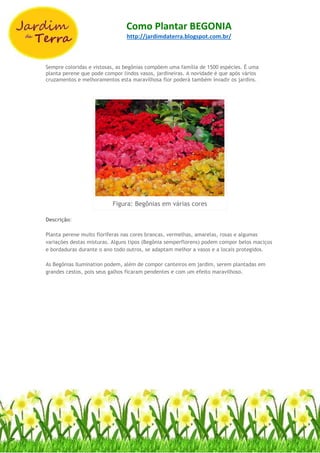 Como Plantar BEGONIA
http://jardimdaterra.blogspot.com.br/
Sempre coloridas e vistosas, as begônias compõem uma família de 1500 espécies. É uma
planta perene que pode compor lindos vasos, jardineiras. A novidade é que após vários
cruzamentos e melhoramentos esta maravilhosa flor poderá também invadir os jardins.
Figura: Begônias em várias cores
Descrição:
Planta perene muito floríferas nas cores brancas, vermelhas, amarelas, rosas e algumas
variações destas misturas. Alguns tipos (Begônia semperflorens) podem compor belos maciços
e bordaduras durante o ano todo outros, se adaptam melhor a vasos e a locais protegidos.
As Begônias Ilumination podem, além de compor canteiros em jardim, serem plantadas em
grandes cestos, pois seus galhos ficaram pendentes e com um efeito maravilhoso.
 