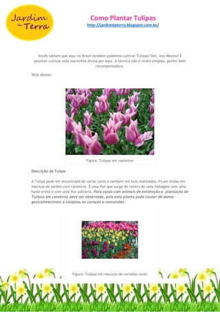 Como Plantar Tulipas
http://jardimdaterra.blogspot.com.br/
Vocês sabiam que aqui no Brasil também podemos cultivar Tulipas? Sim. Isso Mesmo! É
possível cultivar esta maravilha divina por aqui. A técnica não é muito simples, porém bem
recompensadora.
Veja abaixo:
Figura: Tulipas em canteiros
Descrição da Tulipa:
A Tulipa pode ser encontrada de várias cores e também em tons matizados. Ficam lindas em
maciços de jardim com canteiros. É uma flor que surge do centro de uma folhagem com uma
haste ereta e com uma flor solitária. Para casas com animais de estimação a plantação de
Tulipas em canteiros deve ser observada, pois esta planta pode causar de danos
gastrointestinais a colapsos no coração e convulsões.
Figura: Tulipas em maciços de variadas cores
 